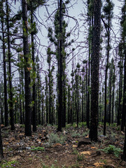 Fototapeta premium Pine Trees in the Clouds, Teide National Park, Tenerife, Canary Islands, Spain