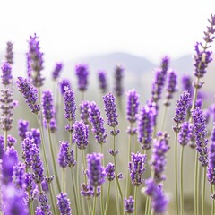 Naklejka premium lavender field. purple flowers. sky, landscape