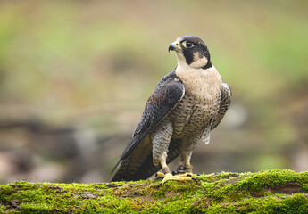 Peregrine Falcon ( Falco peregrinus )  close up