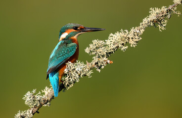 European Kingfisher ( Alcedo atthis ) close up