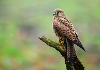 Common kestrel bird ( Falco tinnunculus )
