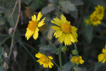 Golden Crownbeard (Also called Golden Crownbeard, Copen Daisy, golden crown beard) in the nature,...