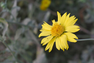 Golden Crownbeard (Also called Golden Crownbeard, Copen Daisy, golden crown beard) in the nature, Golden Crownbeard Flower closeup,Beautiful yellow flower closseup in nature Chakwal, Punjab, Pakistan