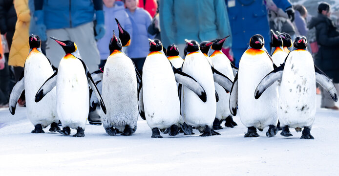 A group of penguins walk on the wintry snow - Powered by Adobe