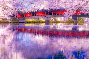 弘前の美しい夜桜