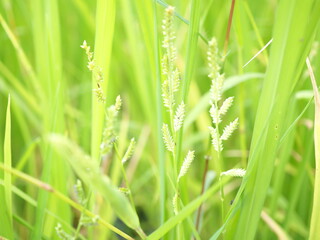 Echinochloa colona in the rice fields, weeds in rice fields.