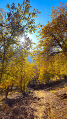 Autumn in Hawraman Takht unfolds a stunning landscape, where vibrant colors paint a mesmerizing scene that soothes the soul and mind.
📍Kamalla village - Hawraman Takht 