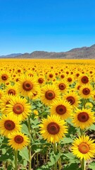 Obraz premium Anza-Borrego desert sunflower field in full bloom, yellow, sunflowers