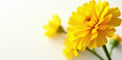 Bright yellow marigold petals on a white background, blossoms, nature