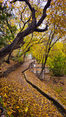 Fototapeta premium Autumn in Hawraman Takht unfolds a stunning landscape, where vibrant colors paint a mesmerizing scene that soothes the soul and mind. 📍Kamalla village - Hawraman Takht 