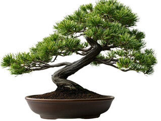 A small pine bonsai with thick, gnarled branches, isolated on a clean transparent background, PNG file.