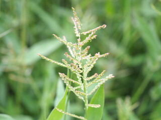 Closeup photo of running grass or brachiaria reptans.