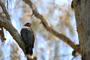Manorina melanocephala in tree on a branch