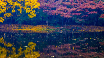 grunge background with autumn trees