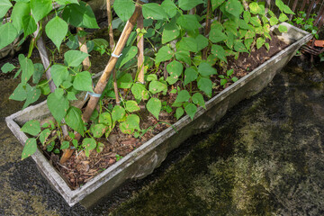 Top View of Green Bean Plant or Phaseolus vulgaris in Square Concrete Pot with Copy Space on Cement Floor – Sustainability Concept