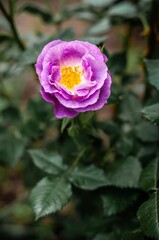 A vibrant purple rose blossoms beautifully, its delicate petals unfurling to reveal a bright yellow center, set against rich green foliage.