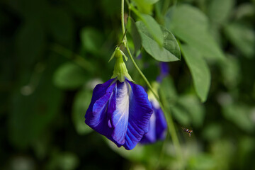 Close-up of blue butterfly pea flower blooming on green leaf background