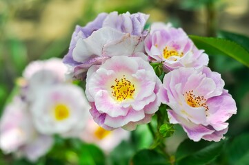 Lovely lavender and white roses in full bloom, showcasing their delicate petals and soft colors in a garden setting.