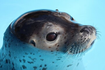 水面に顔を出すアザラシ © Manae