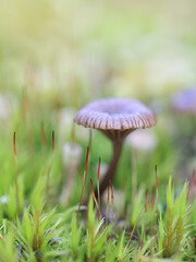 Arrhenia obscurata, mushroom from Finland, no common English name