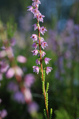 Heather, Calluna vulgaris, also known as Common heather or Ling, wild flowering plant from Finland