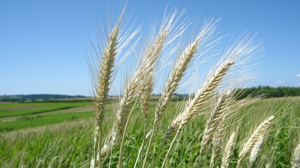 A field of tall, white, grainy stalks.