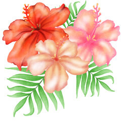 red hibiscus flower isolated