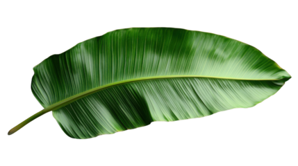 Single vibrant green banana leaf isolated on transparent background