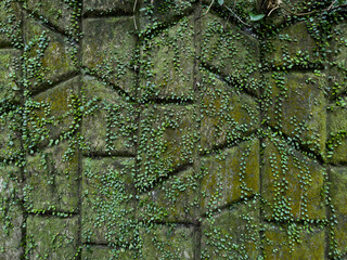 Abstract Moss and Ivy Wall with Textured Green Patterns and Natural Depth