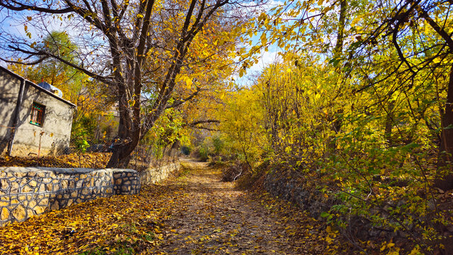 Autumn in the mesmerizing nature of Goshkhani village, where the colorful fall leaves create a symphony of beauty and endless tranquility. 📍Goshkhani, Sarvabad - Kurdistan