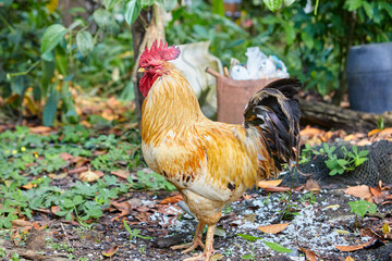 Rooster in the garden