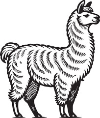 Llama Illustration:  A black and white line art illustration of a llama, showcasing its distinctive fluffy fur, long neck, and gentle expression.