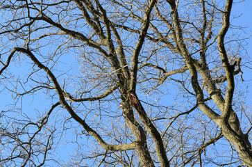 Obraz premium Tree trunk with bare branches and twigs in an european forest against blue sky on a sunny day, natural trees woodland landscape background