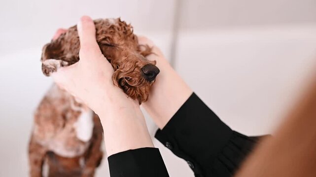 Poodle pet salon getting professional care salon grooming ensures best results, salon session leaving coat flawless, salon treatments keeping pet fresh and stylish hands gently massage the dog's head