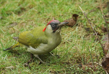 A Green Woodpecker, Picus viridis, feeding on insects in the grass.
