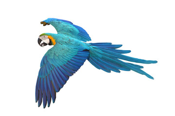 Colorful flying Blue and Gold Macaw parrot isolated on transparent background png file