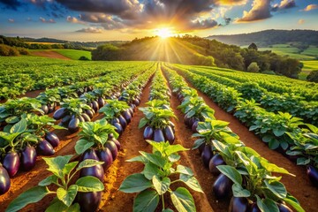 Aerial Drone Shot of Lush African Eggplant and Brazilian Jilo Plants in a Vibrant Garden