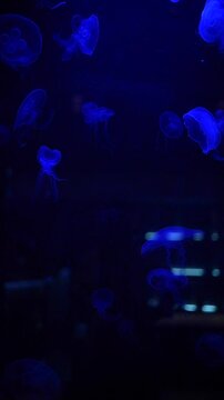 Jellyfish Aquiarium - Real Time