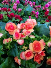 This image shows a close-up shot of a cluster of flowers. The flowers are predominantly a soft orange color, with some hints of pink and red. They have a rose-like appearance, with layered petals that