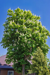 Blooming chestnut tree greet springtime near a cozy house under a clear blue sky