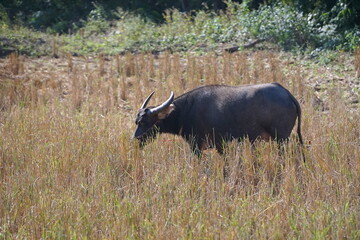 A water buffalo grazes on straw and rice stubble in a harvested paddy field, evoking the simple agricultural life of the countryside