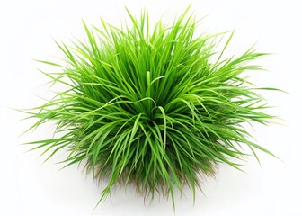 Aerial View of Lush Vetiver Grass Isolated on White Background - Stock Photo