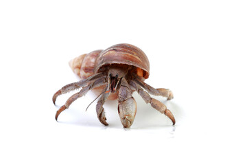 crab on white background