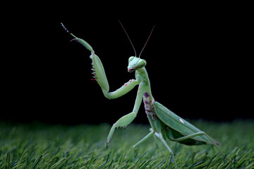 Praying mantis on the grass