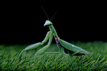 praying mantis on green grass