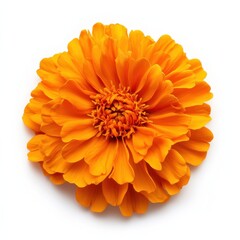 Vibrant orange marigold blooms in full glory under bright light, showcasing intricate petal patterns and rich color