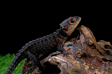 lizard on a rock