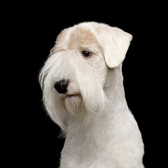 Portrait of Sealyham Terrier Dog Isolated on Black background, profile view