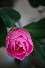 美しいピンク色の椿の花の大きな蕾