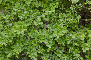 Beautiful unripe barberry bush in the spring garden. Family name Berberidaceae, Scientific name Berberis. Blurred image, selective focus © supersomik